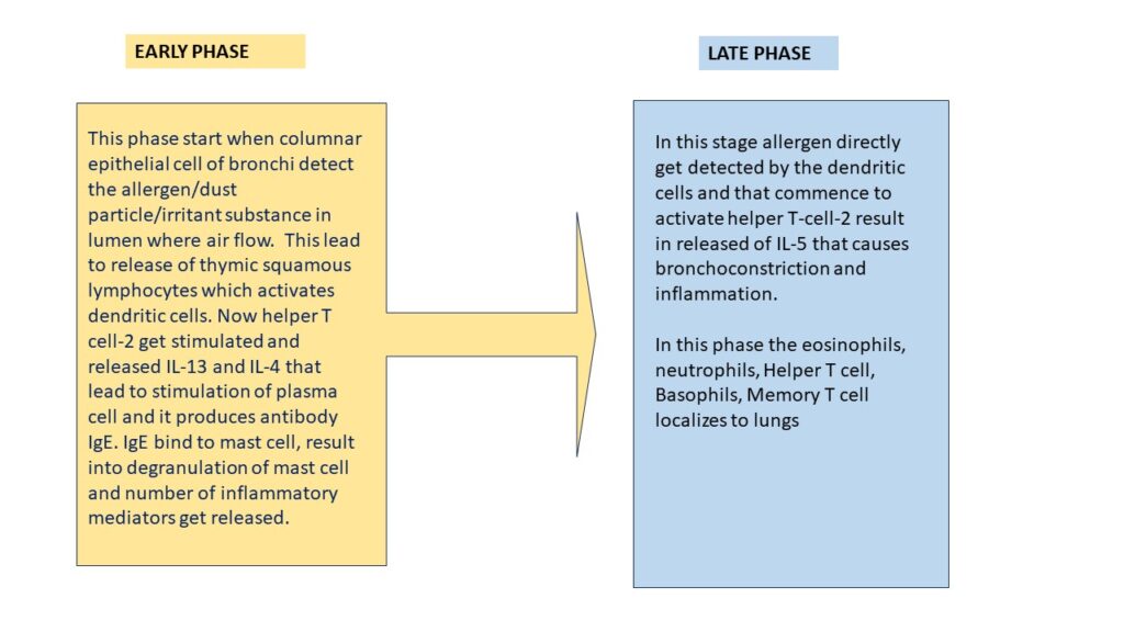 asthma progression/exacerbation into 2 phase i.e., Early phase and late phase.