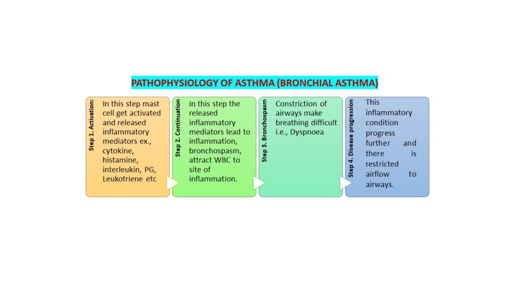 physiology of asthma